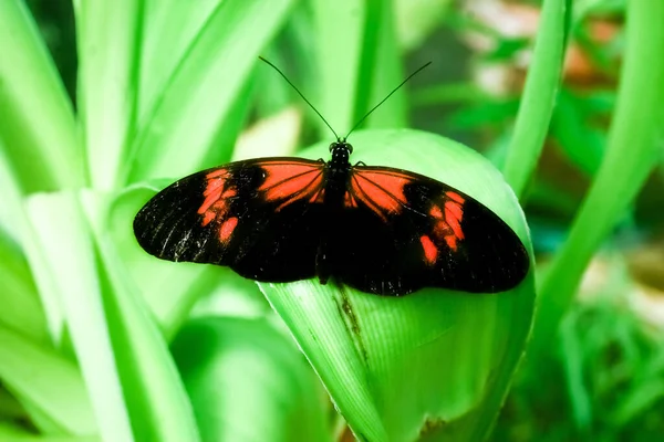 Pillangó Közelsége Élőhelyen Vadon Élő Állatok Koncepciója — Stock Fotó