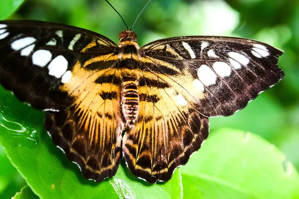 Primer Plano Mariposa Hábitat Concepto Salvajismo — Foto de Stock