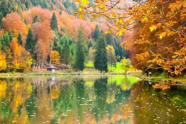 Деревья Осенью Осенью Осенью Флора Листва — стоковое фото