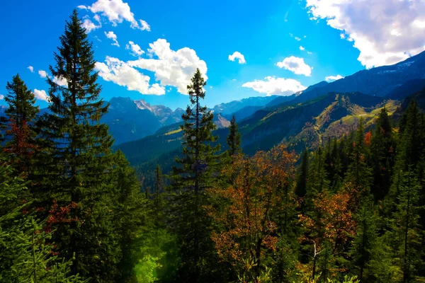 Árvores Florestais Folhagem Natureza — Fotografia de Stock