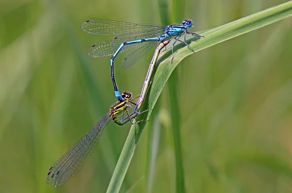 Paarung Hufeisen Anmaid Coenagrion Puella — Stockfoto