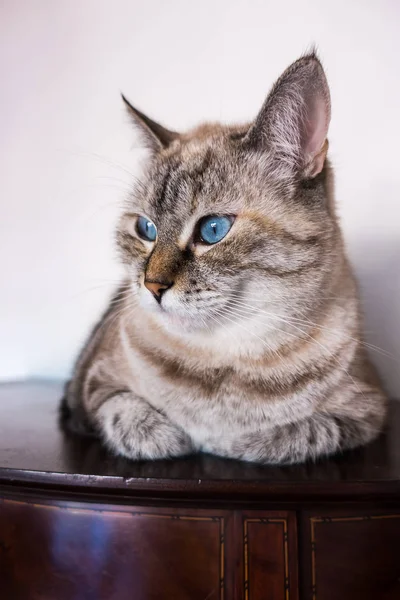 Портрет Домашней Кошки — стоковое фото