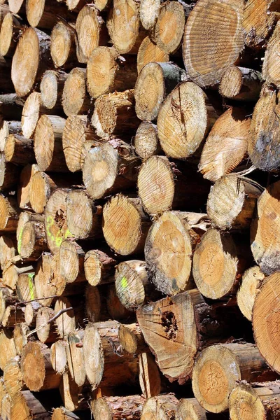 Stapelholzstämme Wald — Stockfoto