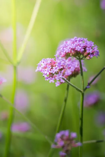 Imagen Fondo Las Flores Colores Naturaleza Fondo — Foto de Stock