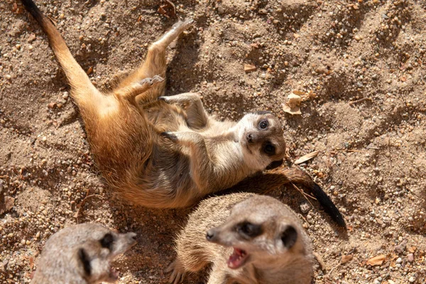 Drôle Meerkat Coucher Sur Dos Regarder Dans Caméra — Photo