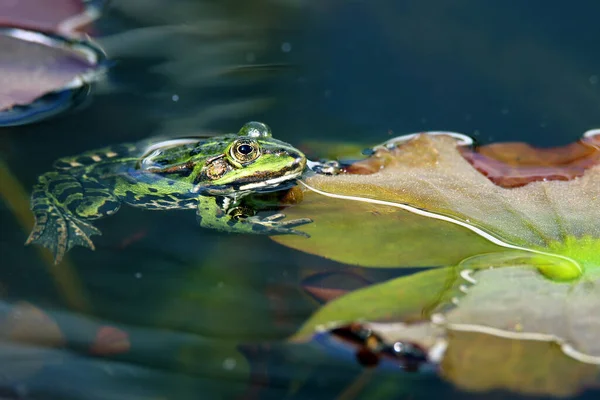 Une Grenouille Étang Rana Esculenta Sur Une Feuille Nénuphar — Photo