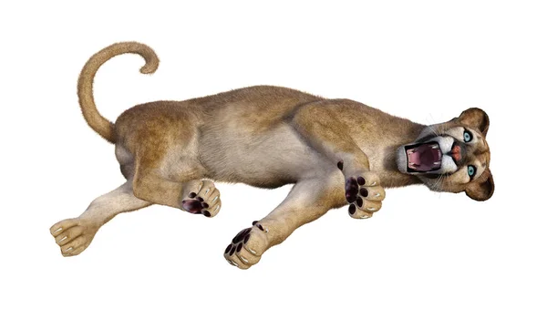 Weergave Van Een Grote Kat Puma Geïsoleerd Witte Achtergrond — Stockfoto