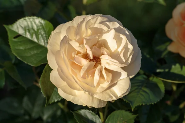 Κίτρινο Τριαντάφυλλο Στο Υποκατάστημα Στον Κήπο — Φωτογραφία Αρχείου