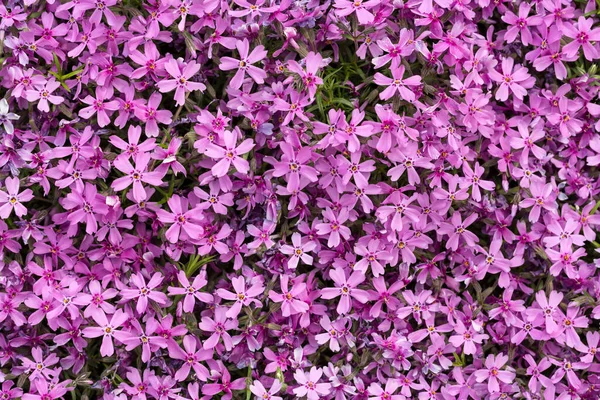 Aubrieta Cultorum Petites Fleurs Roses Violettes — Photo