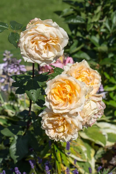 Κίτρινο Τριαντάφυλλο Στο Υποκατάστημα Στον Κήπο — Φωτογραφία Αρχείου