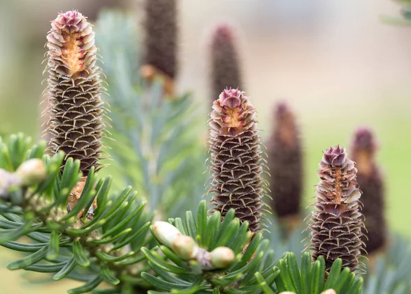 Cones Korean Fir Abies Koreana — Φωτογραφία Αρχείου