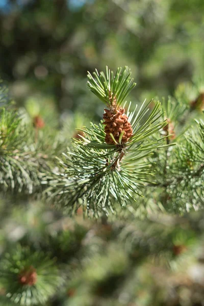 Close Detail Green Spruce Tree Branch Small Pine Cone Bud — Stock Photo, Image