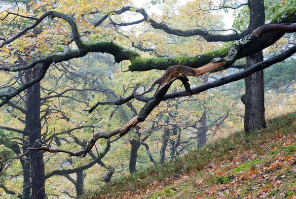 Grön Gren Hösten — Stockfoto