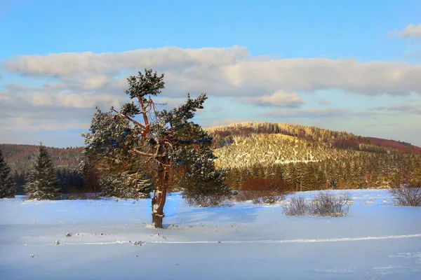 Langenberg Zimą Najwyższa Góra Nadrenii Północnej Westfalii Widok Niedersfelder Hochheide — Zdjęcie stockowe