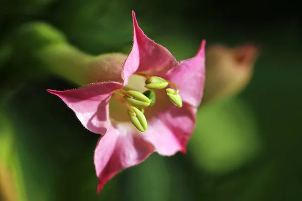 Flowering Tobacco Plant Nicotiana Tabacum — Stock Photo, Image