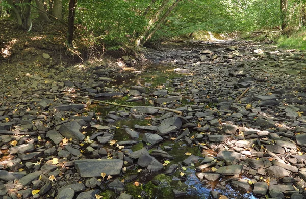 Beekbed Extreem Laag Water Bijna Opgedroogd Een Lange Droogteperiode Zonder — Stockfoto