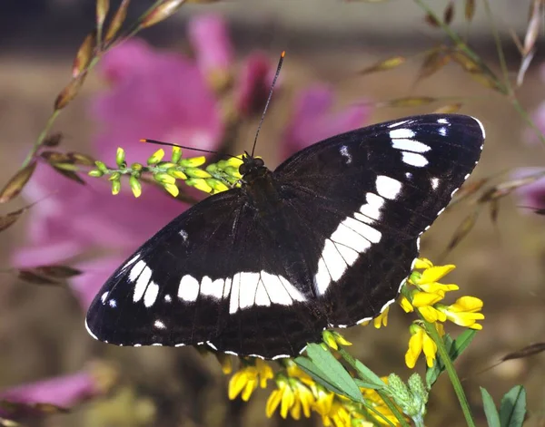 Limenitis Camilla Ammiraglio Bianco Eurasiatico Una Farfalla Della Famiglia Nymphalidae — Foto Stock