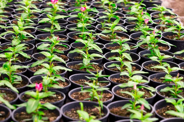 Schöne Botanische Aufnahme Natürliche Tapete — Stockfoto