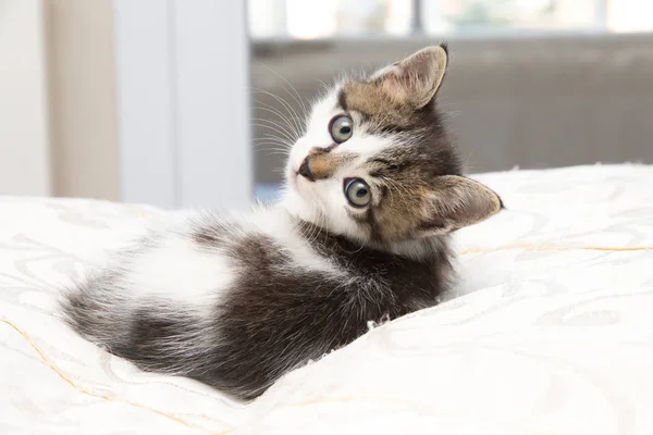 Porträt Einer Süßen Katze — Stockfoto