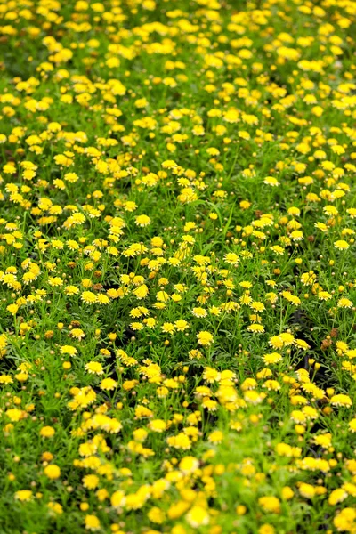 Hermosas Flores Fondo Concepto Floral — Foto de Stock