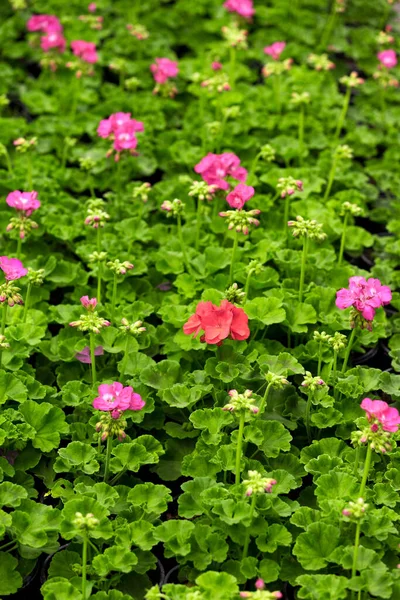 Schöne Blumen Blumiges Konzept Hintergrund — Stockfoto