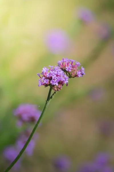 Imagen Fondo Las Flores Colores Naturaleza Fondo — Foto de Stock