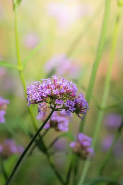 Imagen Fondo Las Flores Colores Naturaleza Fondo — Foto de Stock