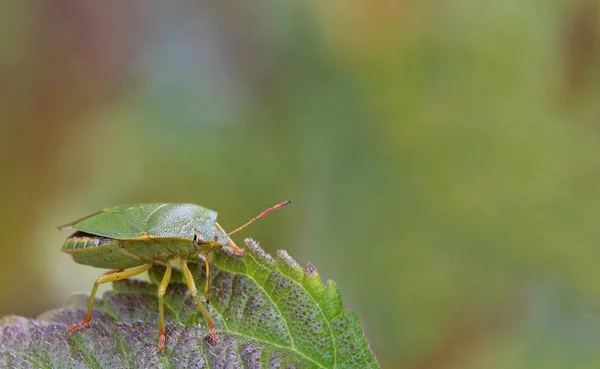 Macro Captação Verde Stinkwanze Palomena Prasina — Fotografia de Stock