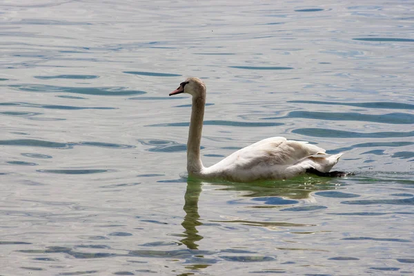 Vista Panorâmica Cisne Majestoso Natureza — Fotografia de Stock