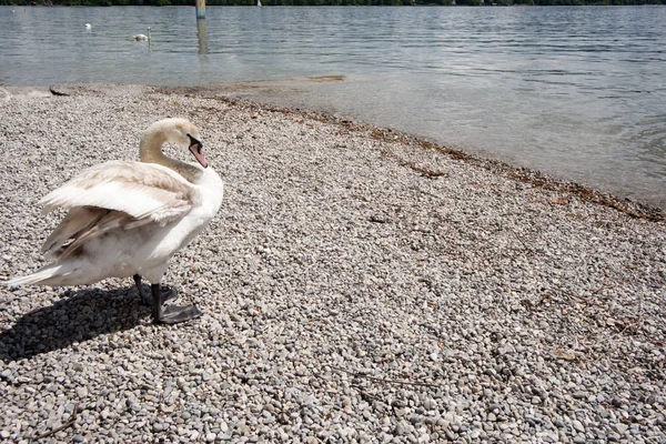 Vista Panorâmica Cisne Majestoso Natureza — Fotografia de Stock