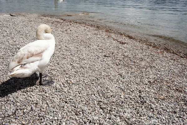 雄大な白鳥の自然景観 — ストック写真