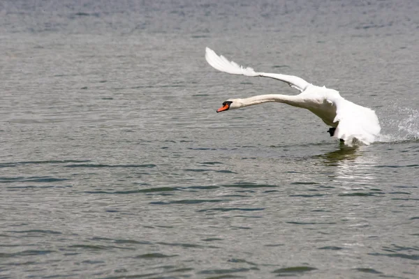 Vue Panoramique Cygne Majestueux Nature — Photo