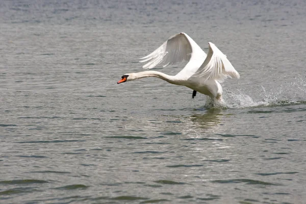 雄大な白鳥の自然景観 — ストック写真