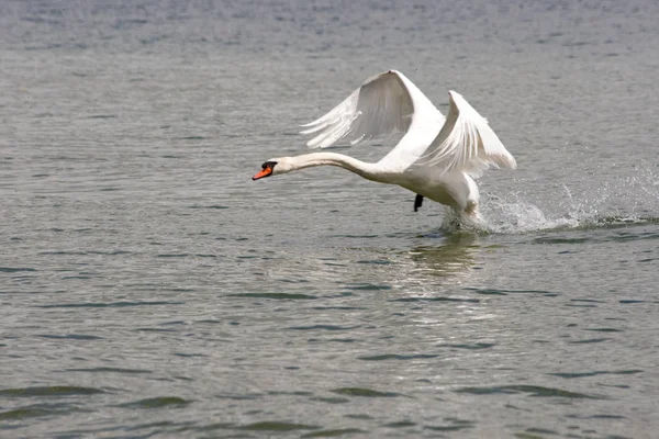 Schilderachtig Uitzicht Majestueuze Zwaan Natuur — Stockfoto