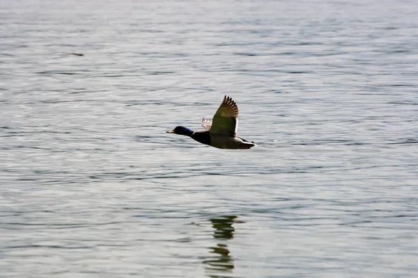 Vista Panorâmica Cisne Majestoso Natureza — Fotografia de Stock