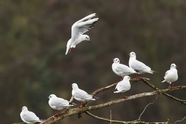 Krähen Der Saar Bei Saarbrücken Deutschland — Stockfoto