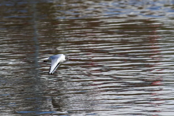 Mire Corbeau Sur Rivière Saar Près Saarbruecken Allemagne — Photo