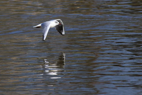 Mire Kraaide Rivier Saar Bij Saarbruecken Duitsland — Stockfoto