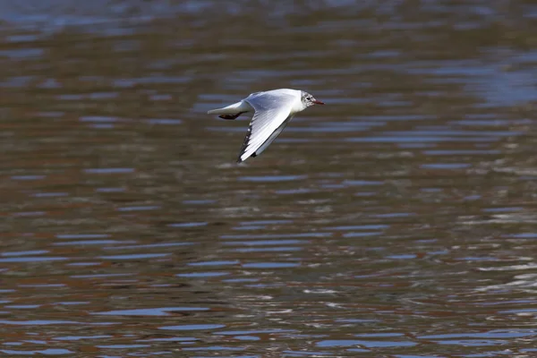 Cuervo Mire Saar Del Río Cerca Saarbruecken Alemania —  Fotos de Stock