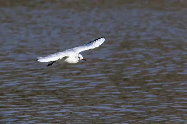 Mire Kraaide Rivier Saar Bij Saarbruecken Duitsland — Stockfoto