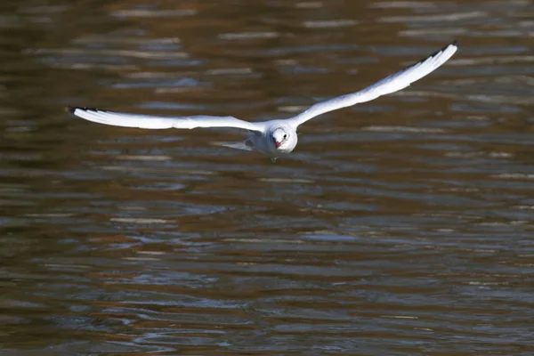 Cuervo Mire Saar Del Río Cerca Saarbruecken Alemania — Foto de Stock