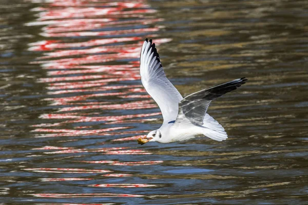 Cuervo Mire Saar Del Río Cerca Saarbruecken Alemania —  Fotos de Stock