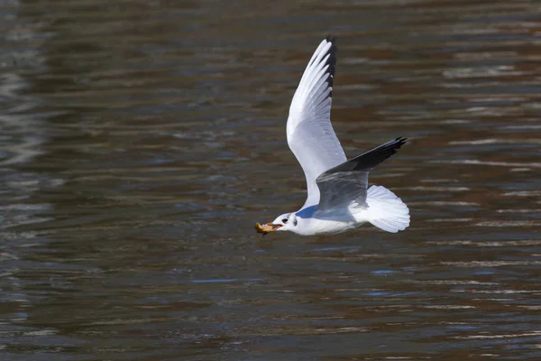 Krähen Der Saar Bei Saarbrücken Deutschland — Stockfoto