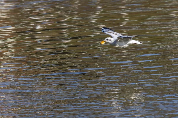 Mire Crow River Saar Saarbruecken Germany — Stock Photo, Image