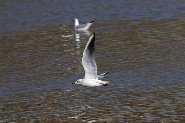 Krähen Der Saar Bei Saarbrücken Deutschland — Stockfoto