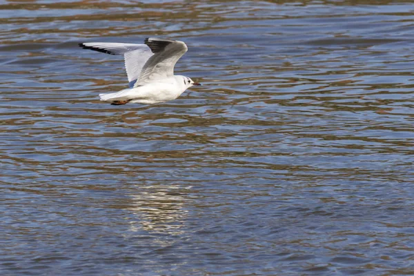 Krähen Der Saar Bei Saarbrücken Deutschland — Stockfoto