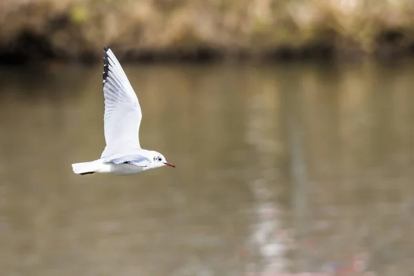 Cuervo Mire Saar Del Río Cerca Saarbruecken Alemania —  Fotos de Stock