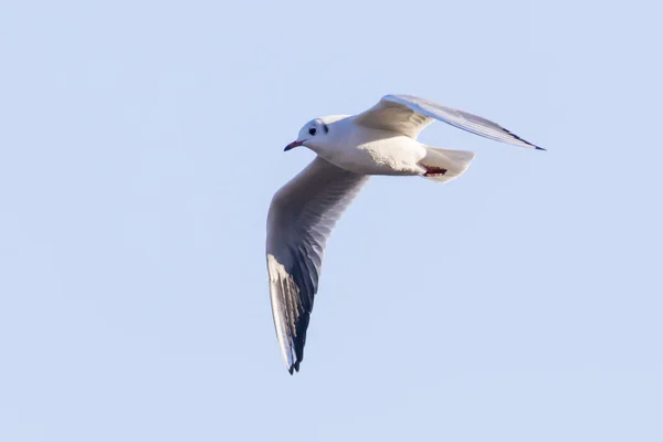 Myr Kråka Floden Saar Nära Saarbruecken Tyskland — Stockfoto