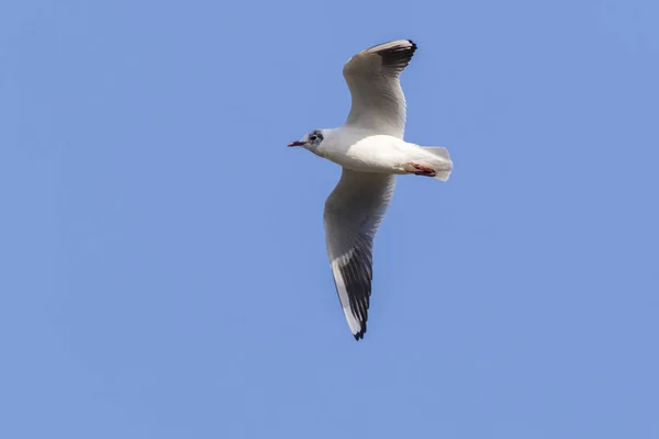 Myr Kråka Floden Saar Nära Saarbruecken Tyskland — Stockfoto