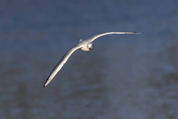 Mire Corbeau Sur Rivière Saar Près Saarbruecken Allemagne — Photo